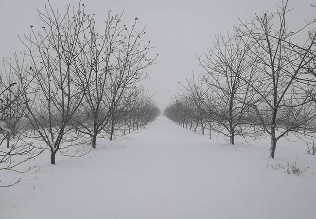 雪后碧根果林